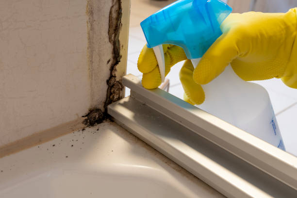 Best Post-Flood Mold Remediation in Shorewood Hills, WI