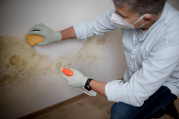 Best Kitchen Mold Remediation in Shorewood Hills, WI
