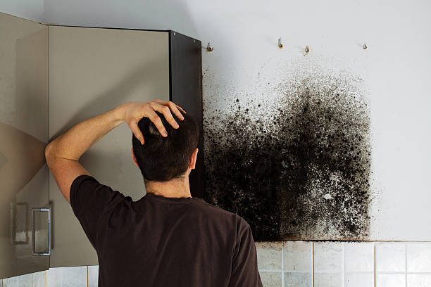 Professional Mold Remediation in Shorewood Hills, WI